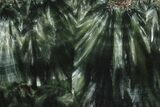 Polished Seraphinite Slab - Siberia #174786-1